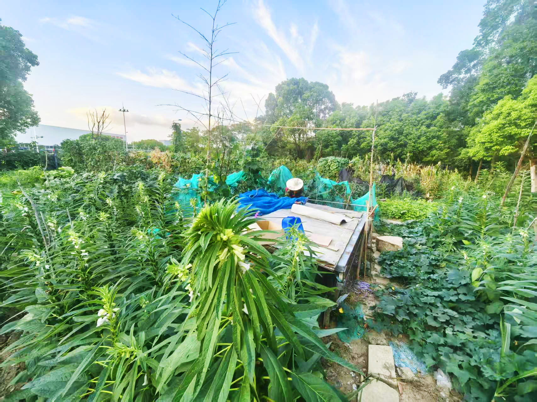 从一片荒地到硕果满枝,我们的小菜园藏着这些故事